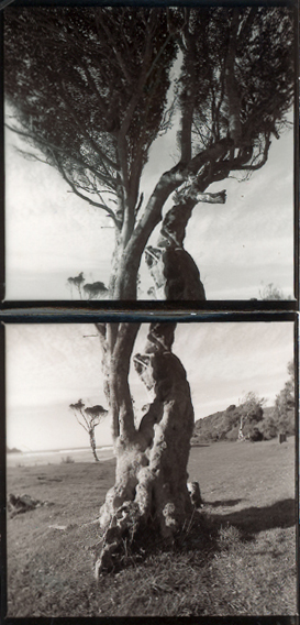 Rata Tree, Purakaunui Bay , Catlins, New Zealand, lloyd godman