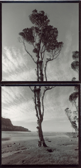 Rata Tree, Purakaunui Bay , Catlins, New Zealand, Godman