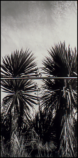 Cabbage Trees, Purakaunui Bay , Catlins, New Zealand, Lloyd godman