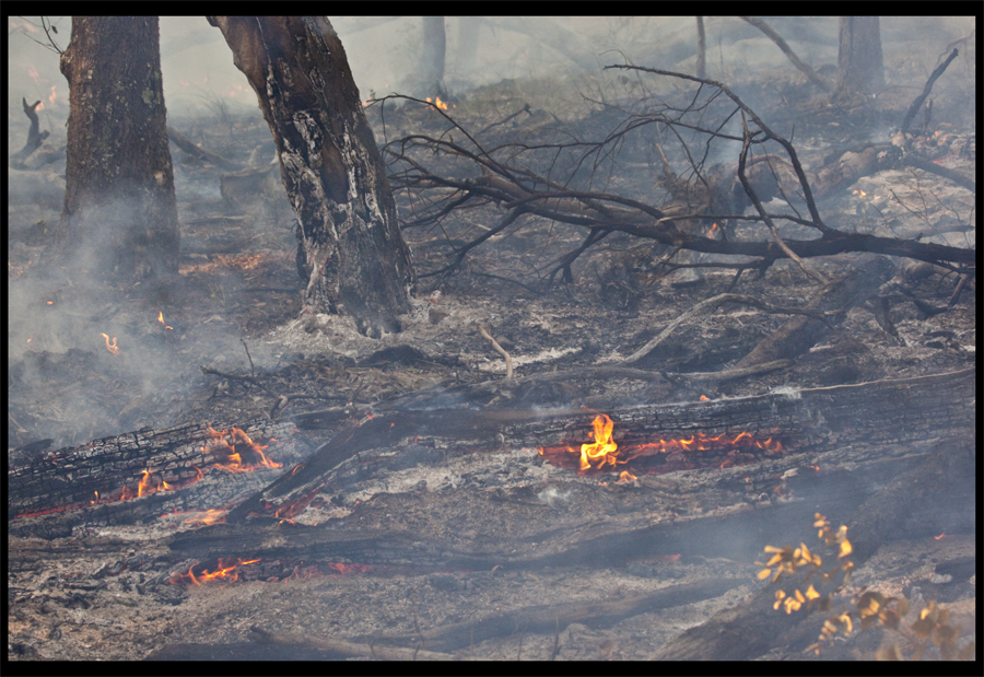 Controlled burn with CFA Wild Dog Creek Rd, St Andrews - Sept 16 2009 - Lloyd Godman