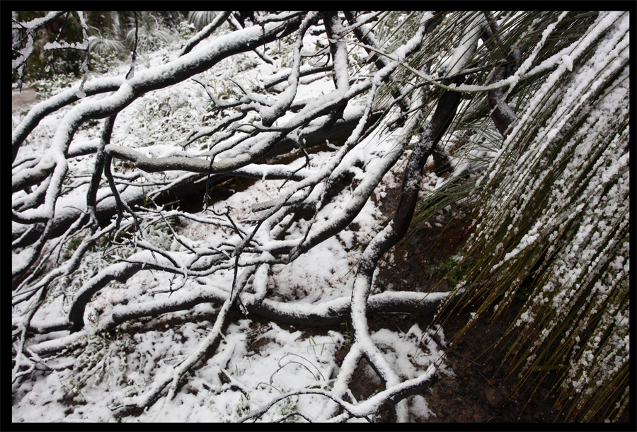 entropy triptych - Frame 0265 - Kinglake in the snow - Oct 16 2010 - Lloyd Godman