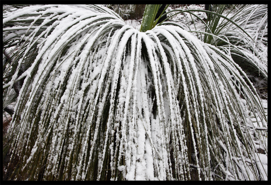 entropy triptych - Frame 0265 - Kinglake in the snow - Oct 16 2010 - Lloyd Godman