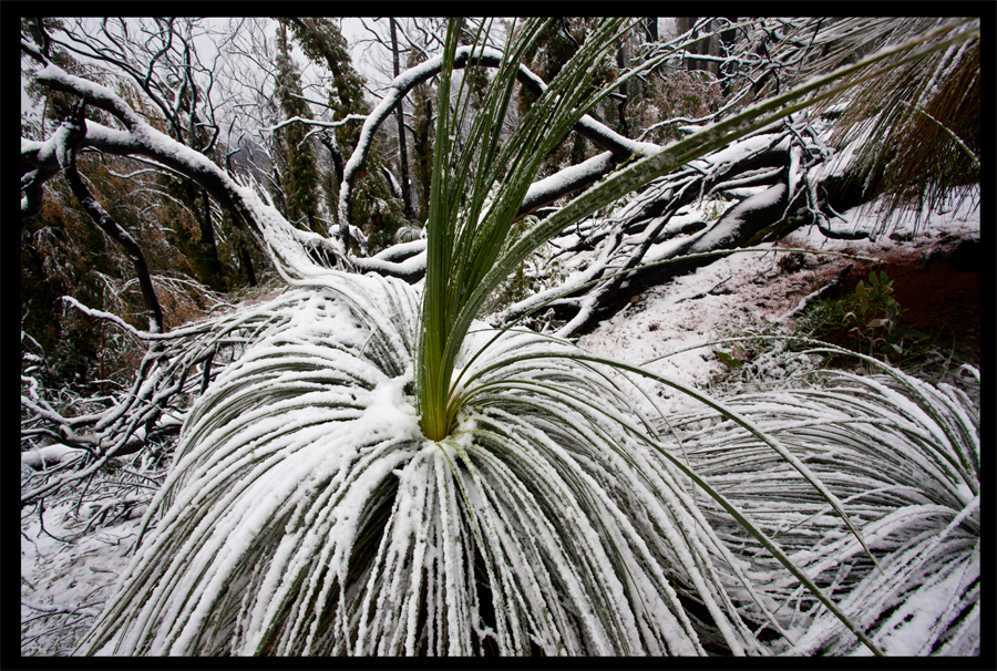 Kinglake in the snow - Oct 16 2010 - Lloyd Godman