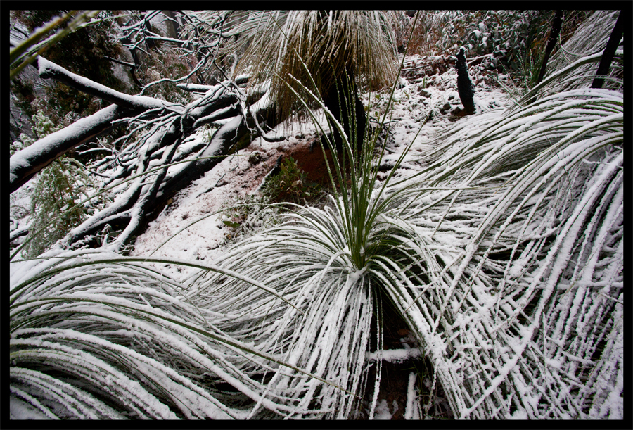 Kinglake in the snow - Oct 16 2010 - Lloyd Godman