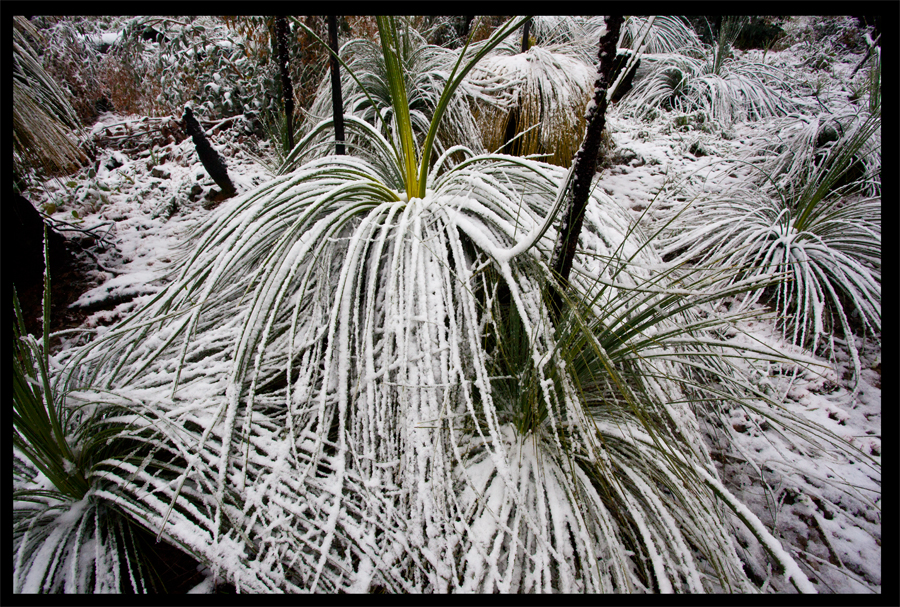 Kinglake in the snow - Oct 16 2010 - Lloyd Godman