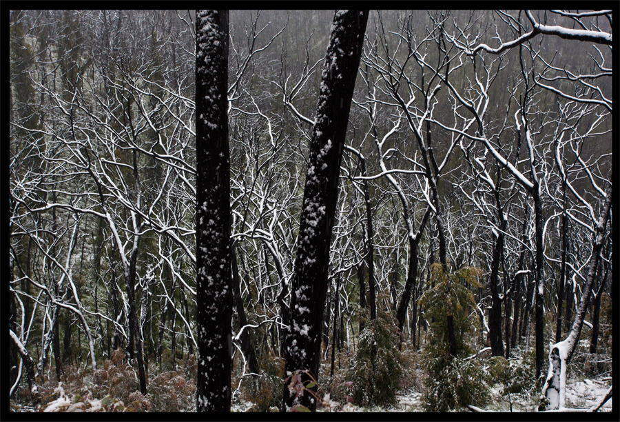 entropy triptych - Frames 0321 - 322 - 323 - Kinglake in the snow - Oct 16 2010 - Lloyd Godman