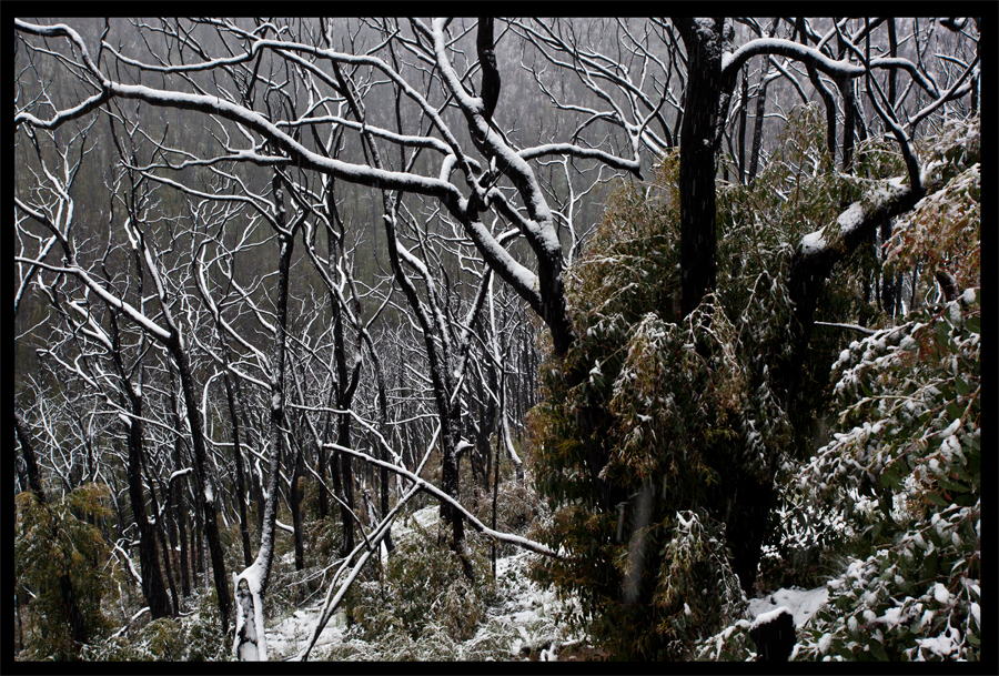 entropy triptych - Frames 0321 - 322 - 323 - Kinglake in the snow - Oct 16 2010 - Lloyd Godman