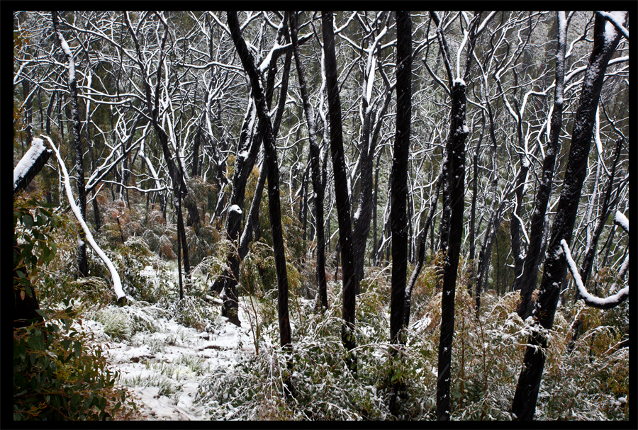 entropy triptych - Frames 0327 - 328 - 329 - Kinglake in the snow - Oct 16 2010 - Lloyd Godman