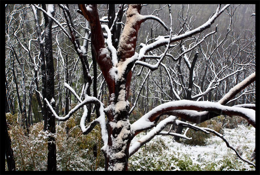 entropy triptych - Frames 0327 - 328 - 329 - Kinglake in the snow - Oct 16 2010 - Lloyd Godman