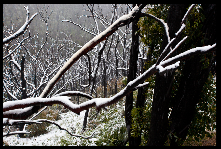 entropy triptych - Frames 0327 - 328 - 329 - Kinglake in the snow - Oct 16 2010 - Lloyd Godman