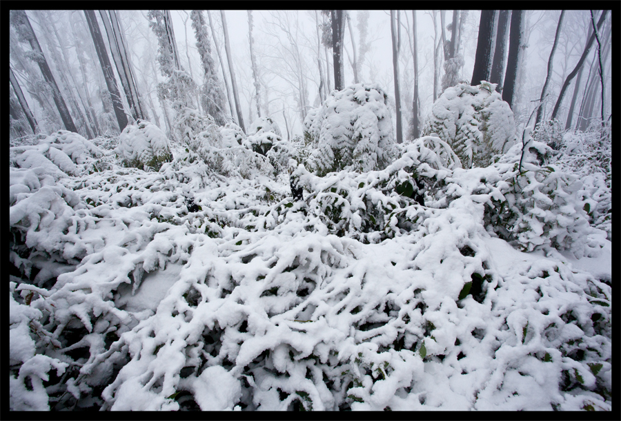 Kinglake in the snow - Oct 16 2010 - Lloyd Godman