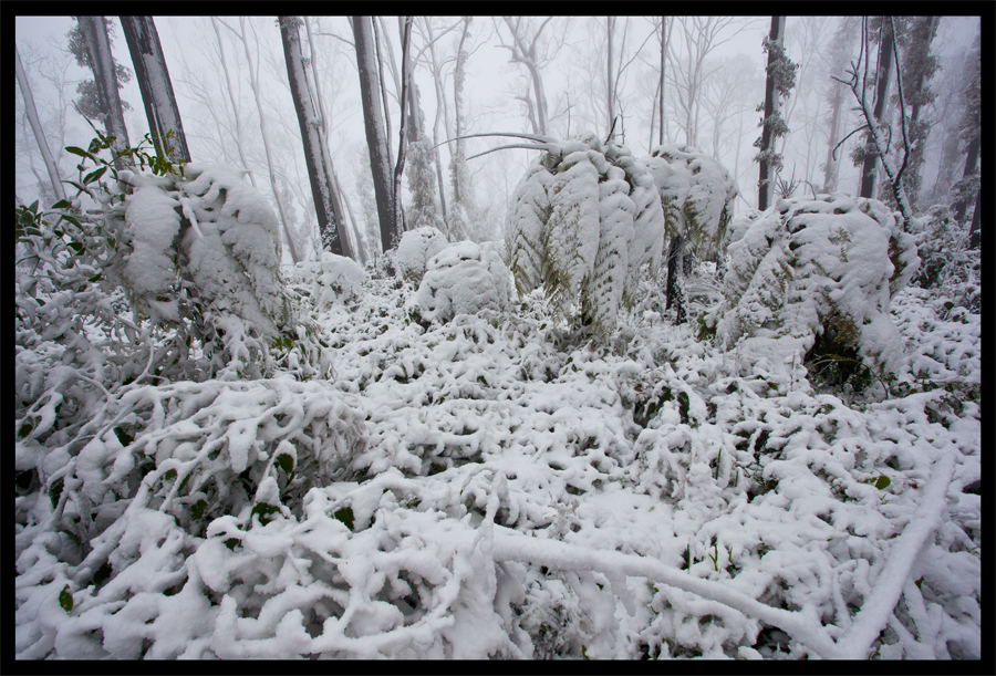 Treeferns Kinglake in the snow - Oct 16 2010 - Lloyd Godman