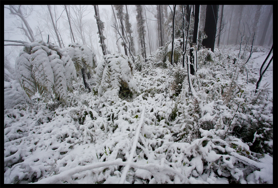 Treeferns Kinglake in the snow - Oct 16 2010 - Lloyd Godman