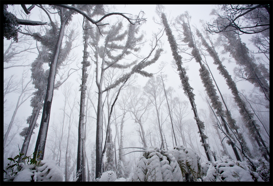 Kinglake in the snow - Oct 16 2010 - Lloyd Godman