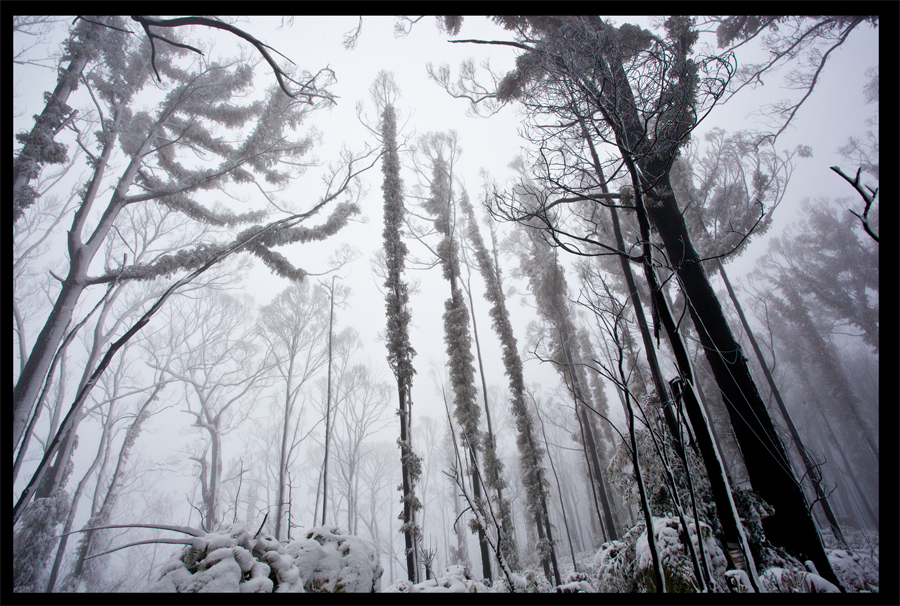 Kinglake in the snow - Oct 16 2010 - Lloyd Godman