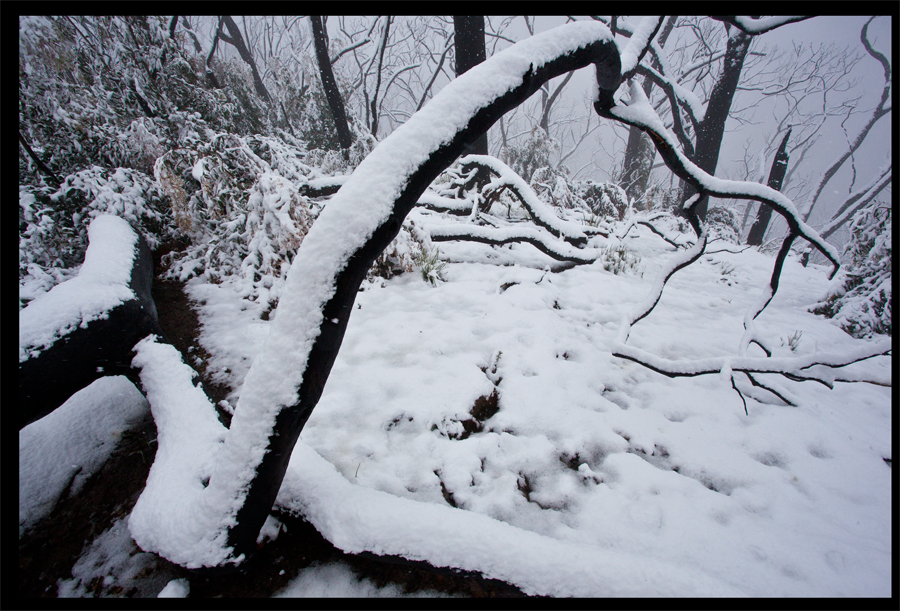 Baldspur Rd, Kinglake in the snow - Oct 16 2010 - Lloyd Godman