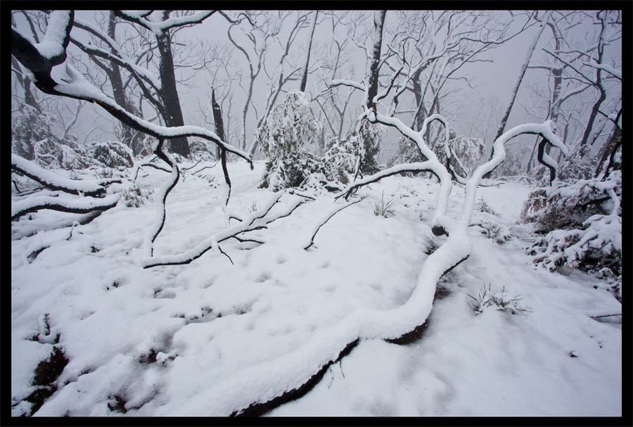 Baldspur Rd, Kinglake in the snow - Oct 16 2010 - Lloyd Godman