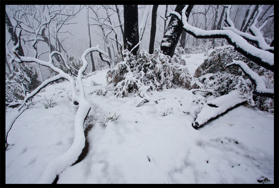 Baldspur Rd, Kinglake in the snow - Oct 16 2010 - Lloyd Godman