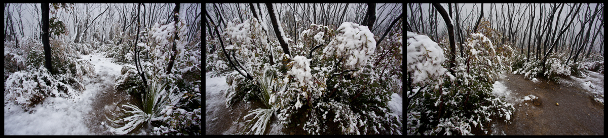 Kinglake in the snow - Oct 16 2010 - Lloyd Godman