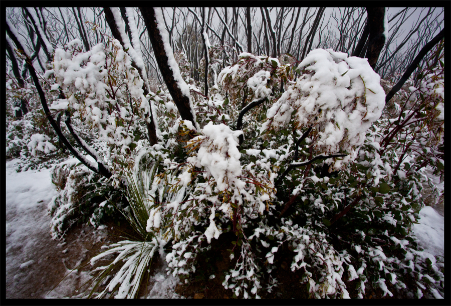 Kinglake in the snow - Oct 16 2010 - Lloyd Godman