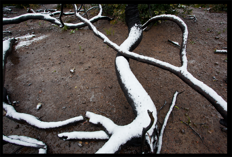 Kinglake in the snow - Oct 16 2010 - Lloyd Godman