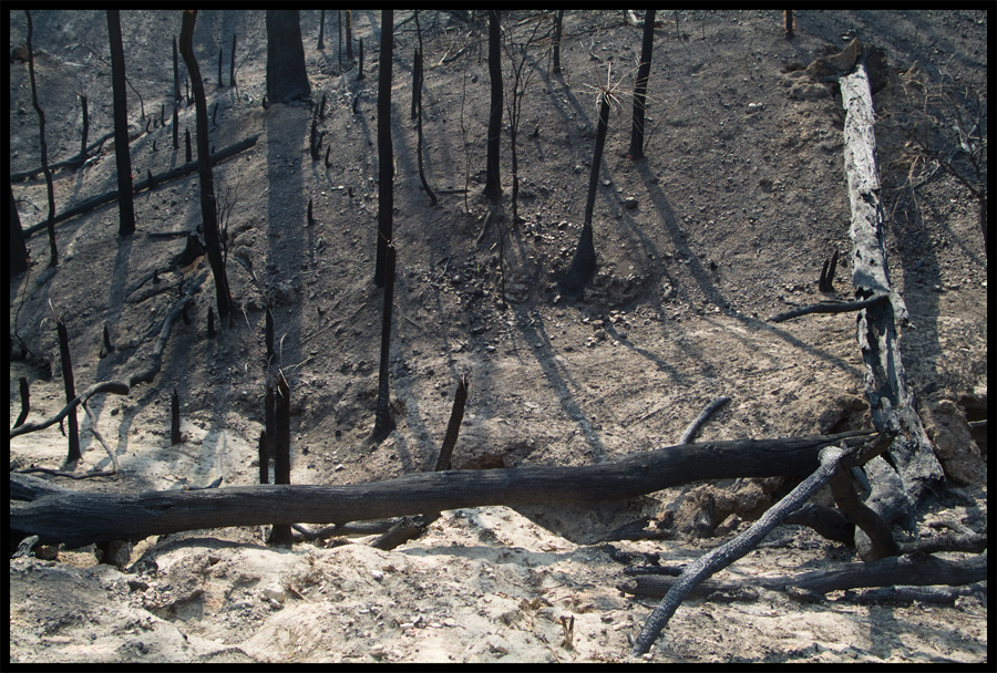 Fire ravaged bush on a walk between Kinglake and Ninks Rd - St Andrews - 31 March 2009 - Lloyd Godman