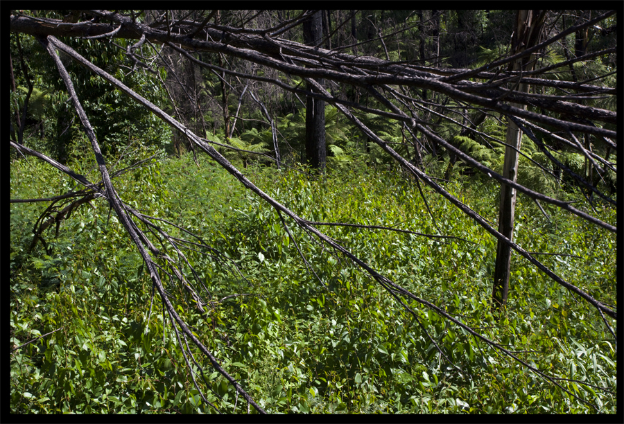 Bush regeneration after fire, Lloyd Godman