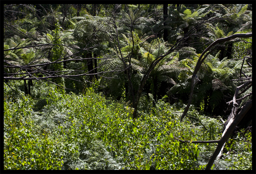 Bush regeneration after fire, Lloyd Godman