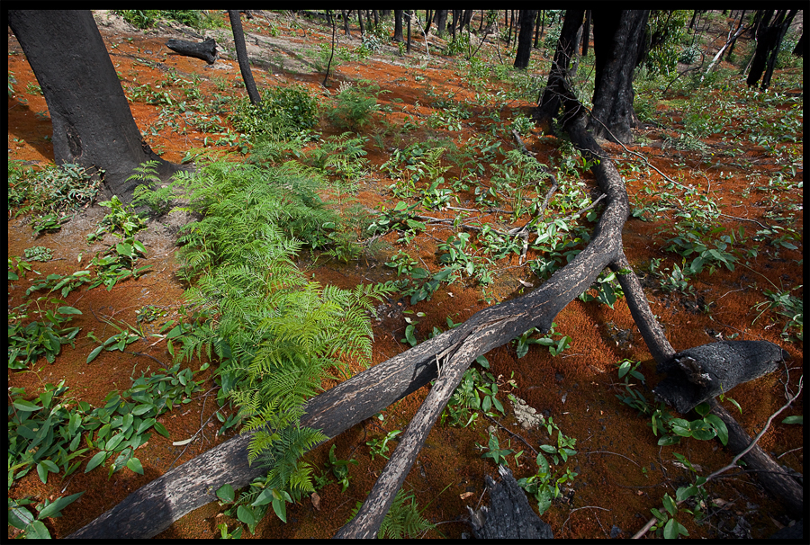 entropy triptych Frame 45 - a walk from the end of Ninks Rd up the valley on the left towards, Kinglake - Nov 25 2009 , lloyd godman