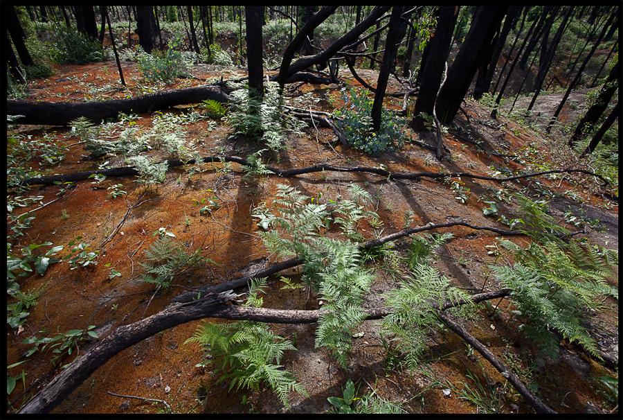 entropy triptych Frame 45 - a walk from the end of Ninks Rd up the valley on the left towards, Kinglake - Nov 25 2009 , lloyd godman