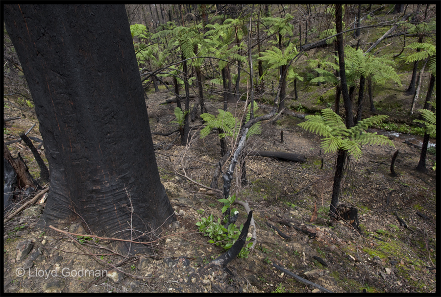 walk from the end of Ninks Rd up the valley on the left towards, Kinglake - Sept 30 2009 - Lloyd Godman