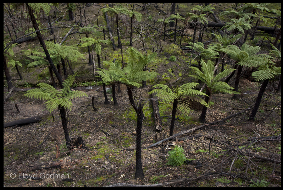 walk from the end of Ninks Rd up the valley on the left towards, Kinglake - Sept 30 2009 - Lloyd Godman