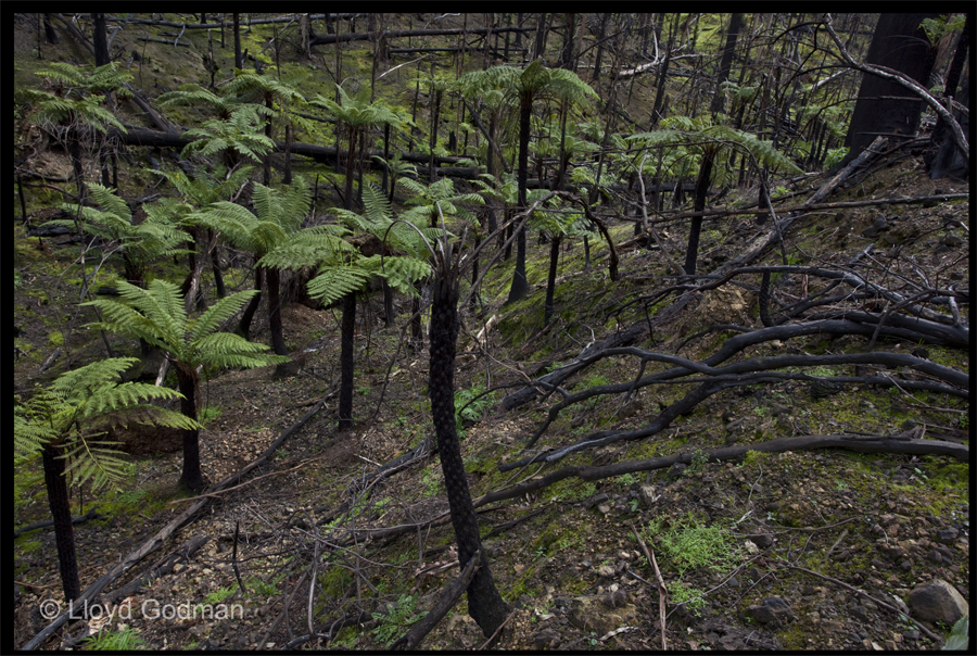 walk from the end of Ninks Rd up the valley on the left towards, Kinglake - Sept 30 2009 - Lloyd Godman