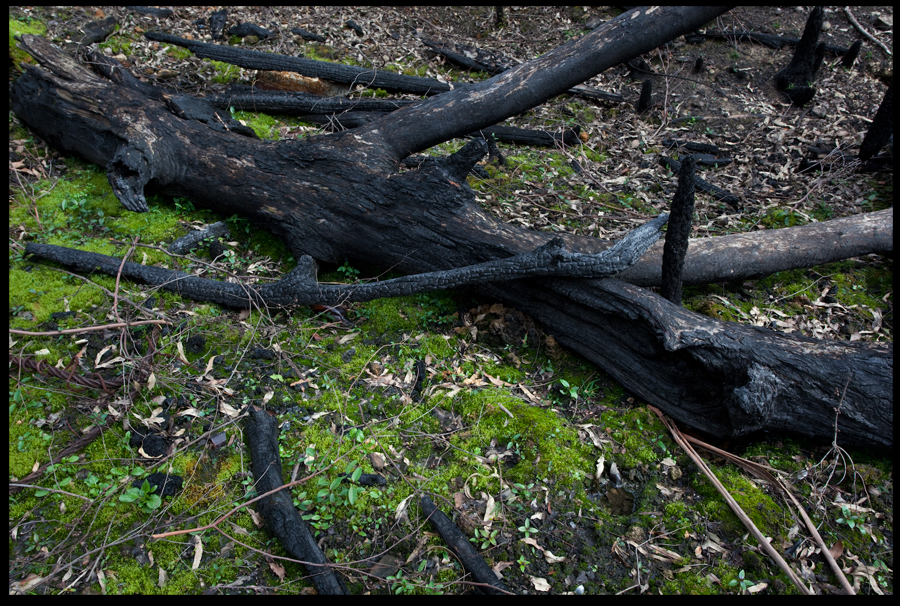 fire inferno that devastated the St Andrews Kinglake 2009