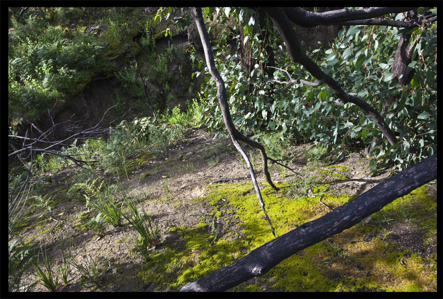 entropy triptych - Frame 8946 - from a walk Ninks Rd to Kinglake - July 6, 2010, Lloyd Godman