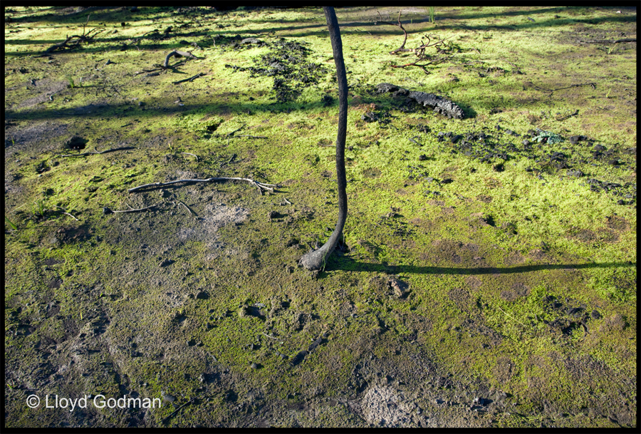 entropy triptych Frame 131 - from a walk at Ninks Rd - August 15 2009 - Lloyd Godman