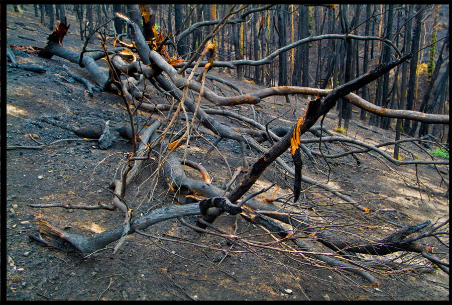 entropy - frame 2305 - a walk between Brian and Di Gilkes studio at Ninks Rd and Baldspur Rd - St Andrews - 27 April 2009 - Lloyd Godman