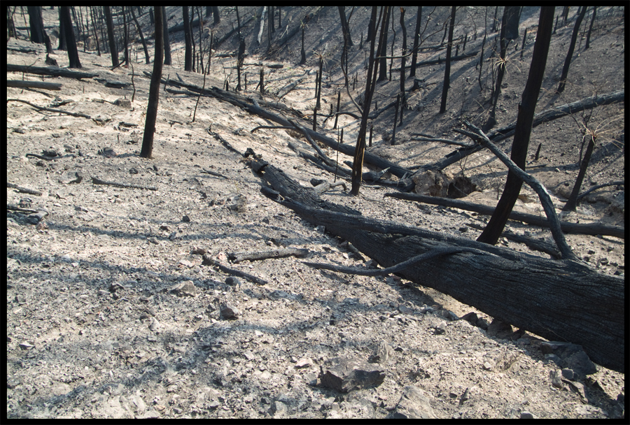 Fire ravaged bush on a walk between Kinglake and Ninks Rd - St Andrews - 31 March 2009 - Lloyd Godman