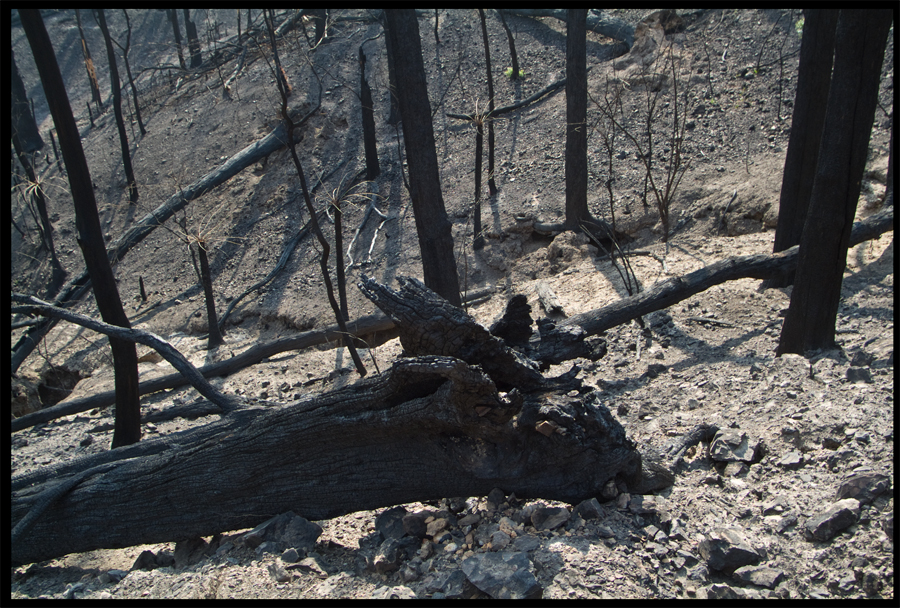 Fire ravaged bush on a walk between Kinglake and Ninks Rd - St Andrews - 31 March 2009 - Lloyd Godman