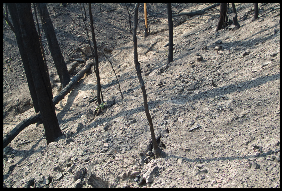 Fire ravaged bush on a walk between Kinglake and Ninks Rd - St Andrews - 31 March 2009 - Lloyd Godman