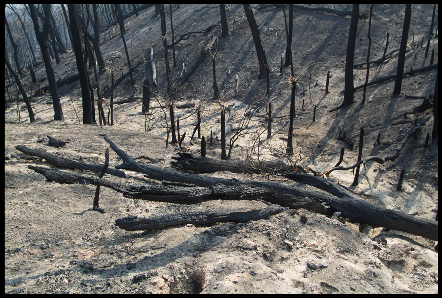 Fire ravaged bush on a walk between Kinglake and Ninks Rd - St Andrews - 31 March 2009 - Lloyd Godman