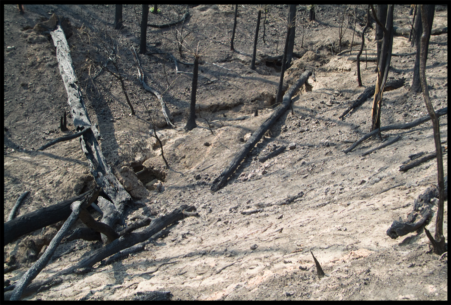 Fire ravaged bush on a walk between Kinglake and Ninks Rd - St Andrews - 31 March 2009 - Lloyd Godman