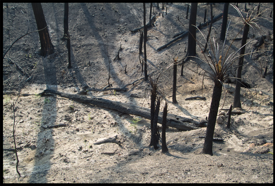 Fire ravaged bush on a walk between Kinglake and Ninks Rd - St Andrews - 31 March 2009 - Lloyd Godman