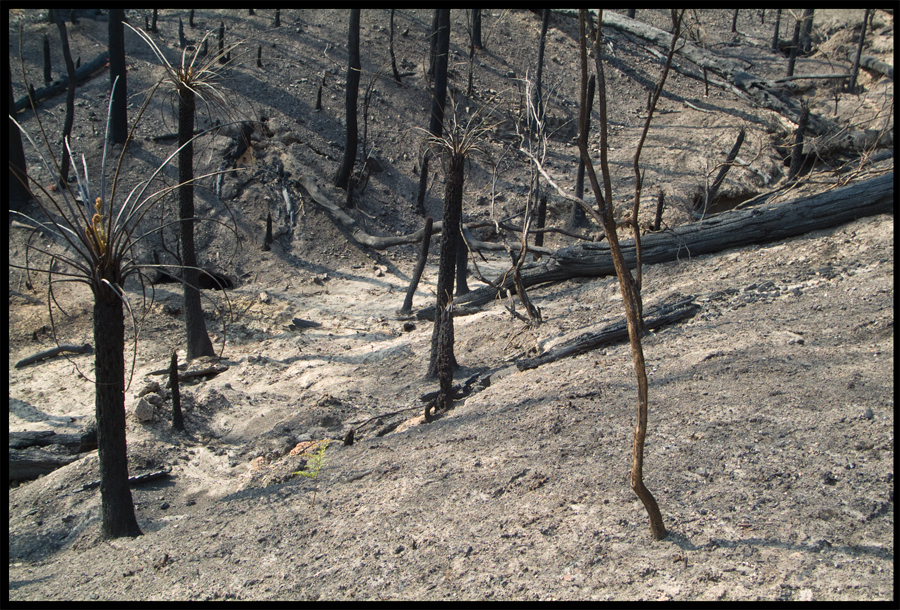 Fire ravaged bush on a walk between Kinglake and Ninks Rd - St Andrews - 31 March 2009 - Lloyd Godman