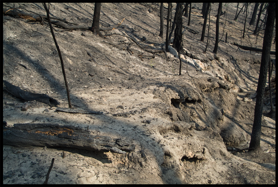 Fire ravaged bush on a walk between Kinglake and Ninks Rd - St Andrews - 31 March 2009 - Lloyd Godman