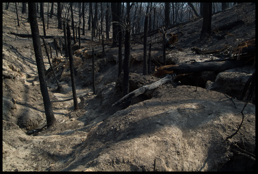 Fire ravaged bush on a walk between Kinglake and Ninks Rd - St Andrews - 31 March 2009 - Lloyd Godman