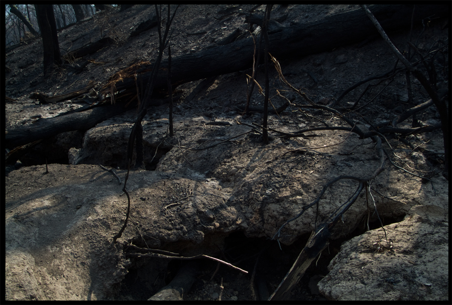 Fire ravaged bush on a walk between Kinglake and Ninks Rd - St Andrews - 31 March 2009 - Lloyd Godman