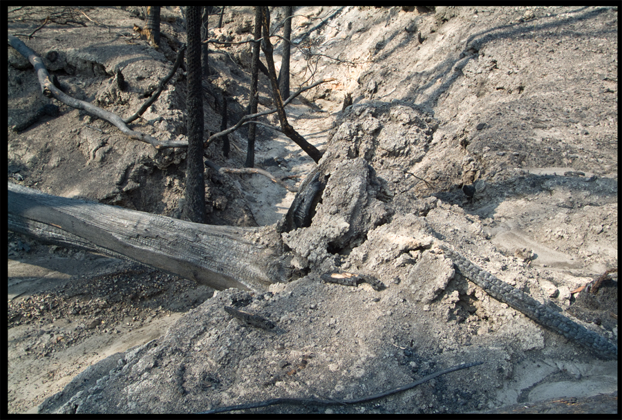 Fire ravaged bush on a walk between Kinglake and Ninks Rd - St Andrews - 31 March 2009 - Lloyd Godman