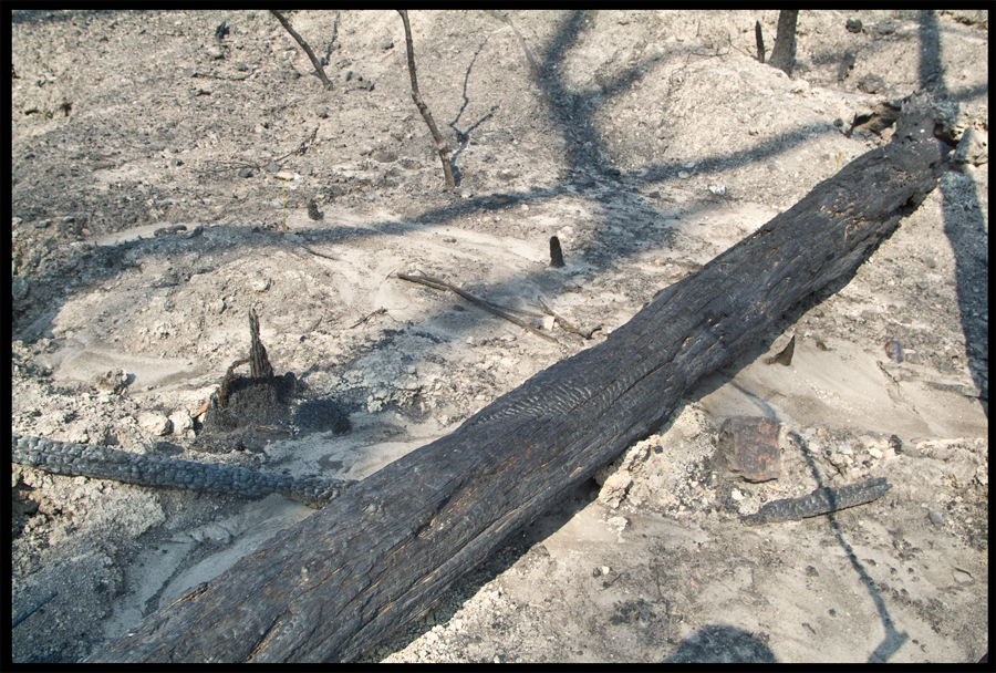 Fire ravaged bush on a walk between Kinglake and Ninks Rd - St Andrews - 31 March 2009 - Lloyd Godman