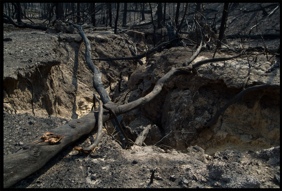 Fire ravaged bush on a walk between Kinglake and Ninks Rd - St Andrews - 31 March 2009 - Lloyd Godman